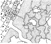 soil fungi - 23977 Bytes