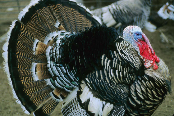 Where was the turkey first domesticated?