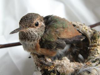 Hummingbird in Nest