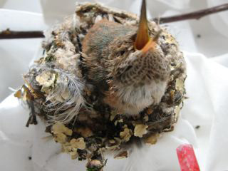 Hummingbird Reaching for Food