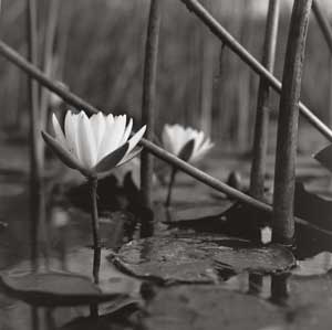lily pads