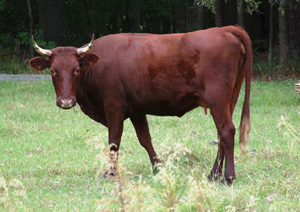 Cow in Field