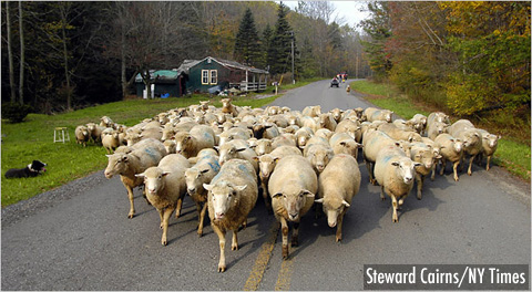 Flock of Sheep