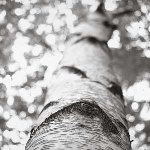 white birch