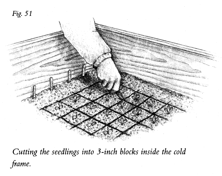 Cutting the Seedlings into 3-inch Blocks Inside the Cold Frame