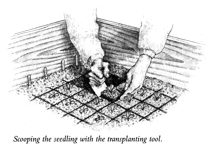 Scooping the Seedling with the Transplanting Tool