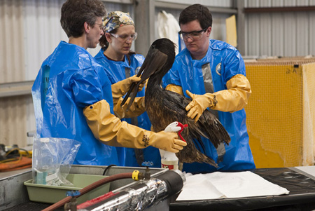 An oil-soaked pelican.