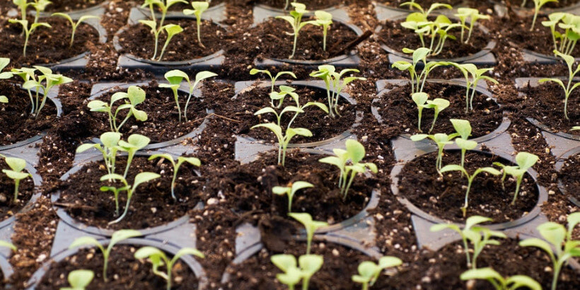 Mini plastic planters filled with soil and seedlings