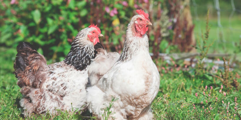 white chickens