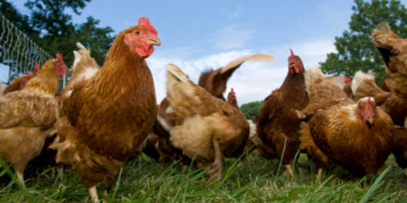 pasture-chicken