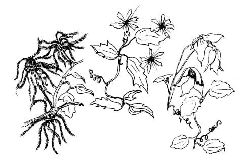 drawing of clematis