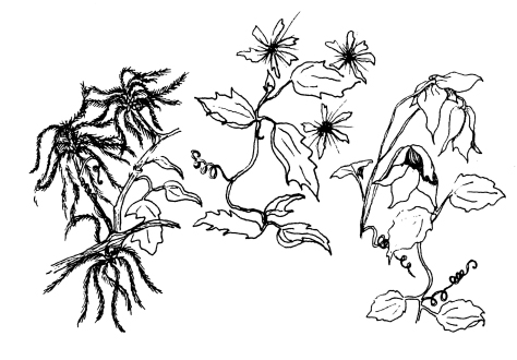 drawing of clematis