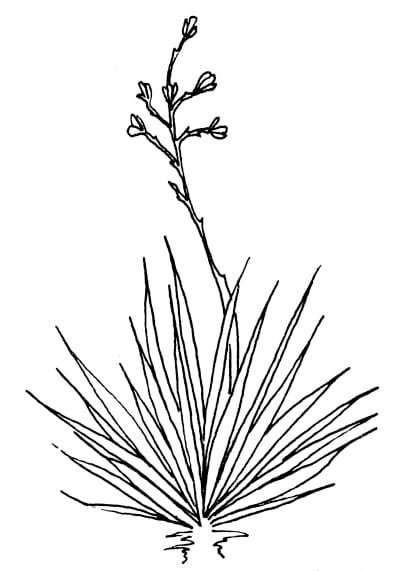 drawing of saponins root