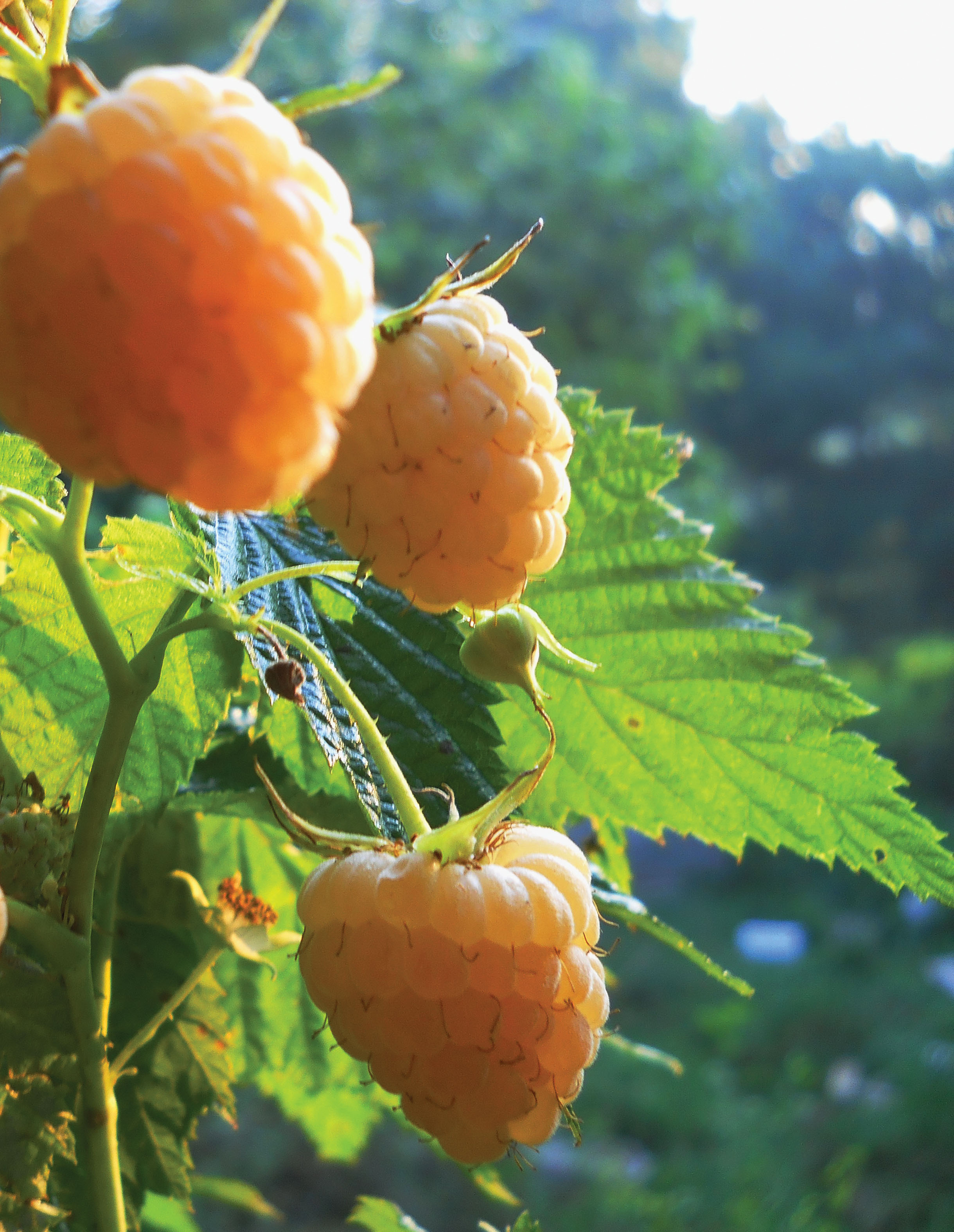 anne raspberries