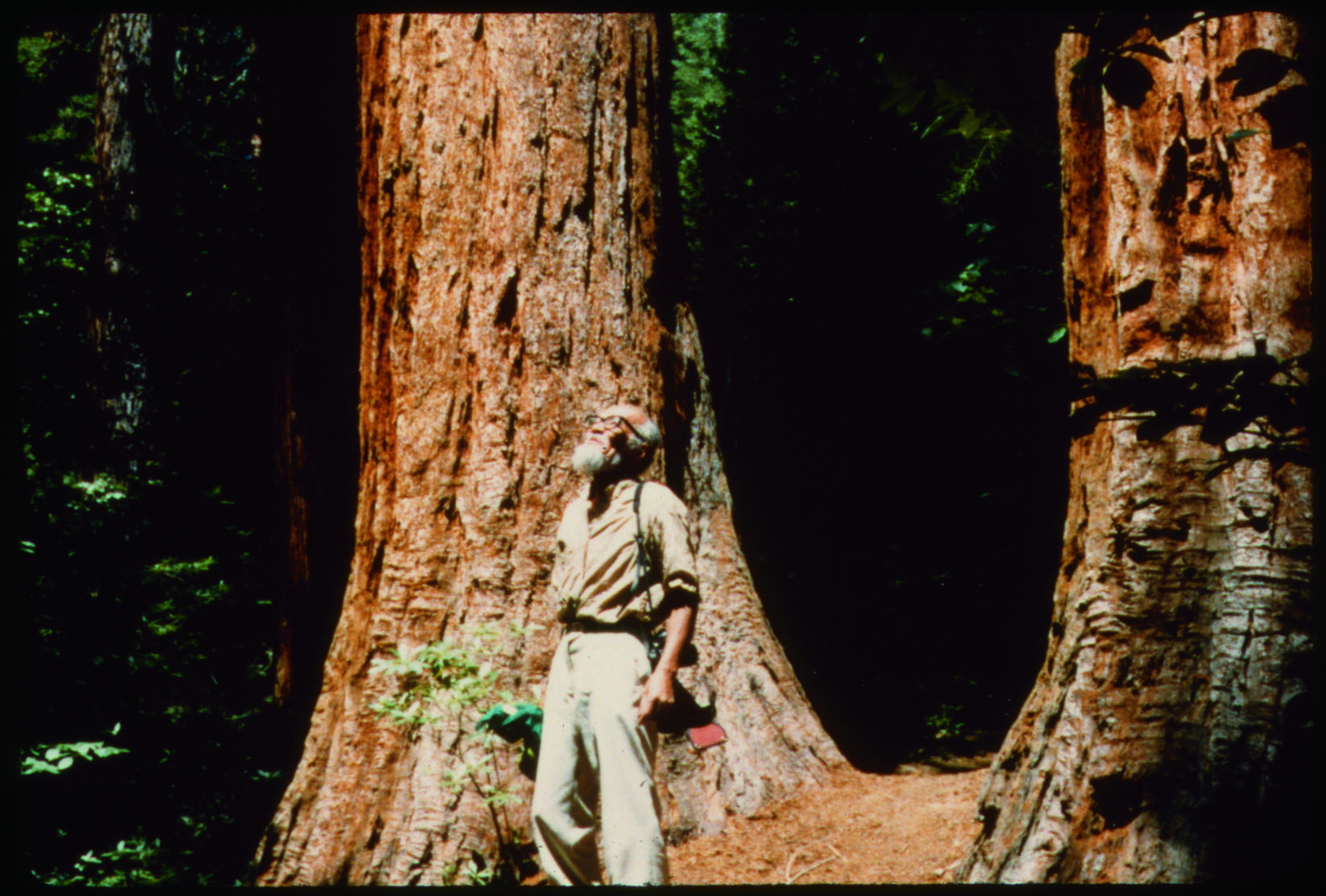 man next to tree