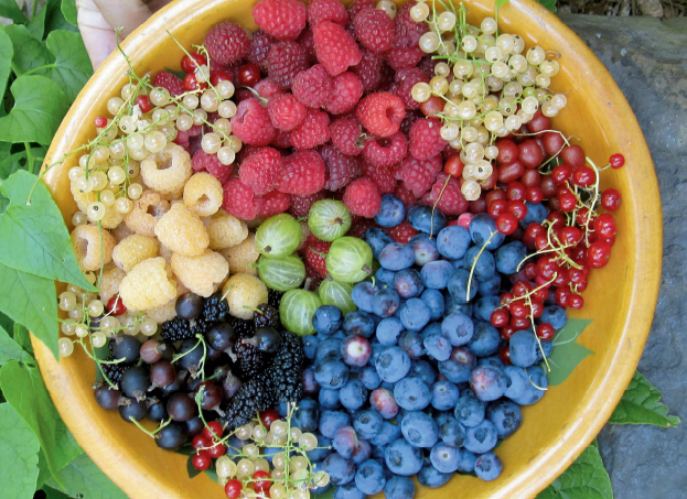 bowl of berries