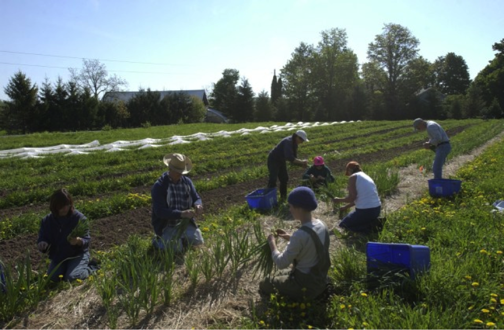 Members and farmers harvest greens together early in the season at Peacework Farm.