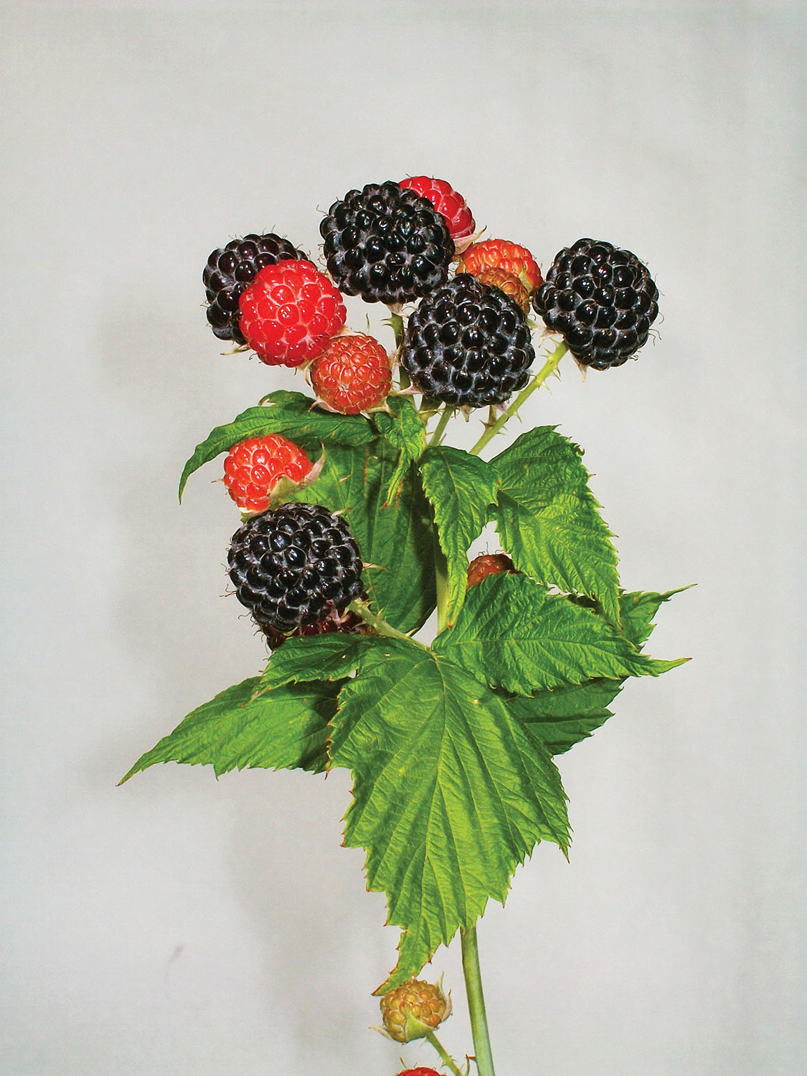 black and red raspberries