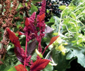 foraging recipes to get started