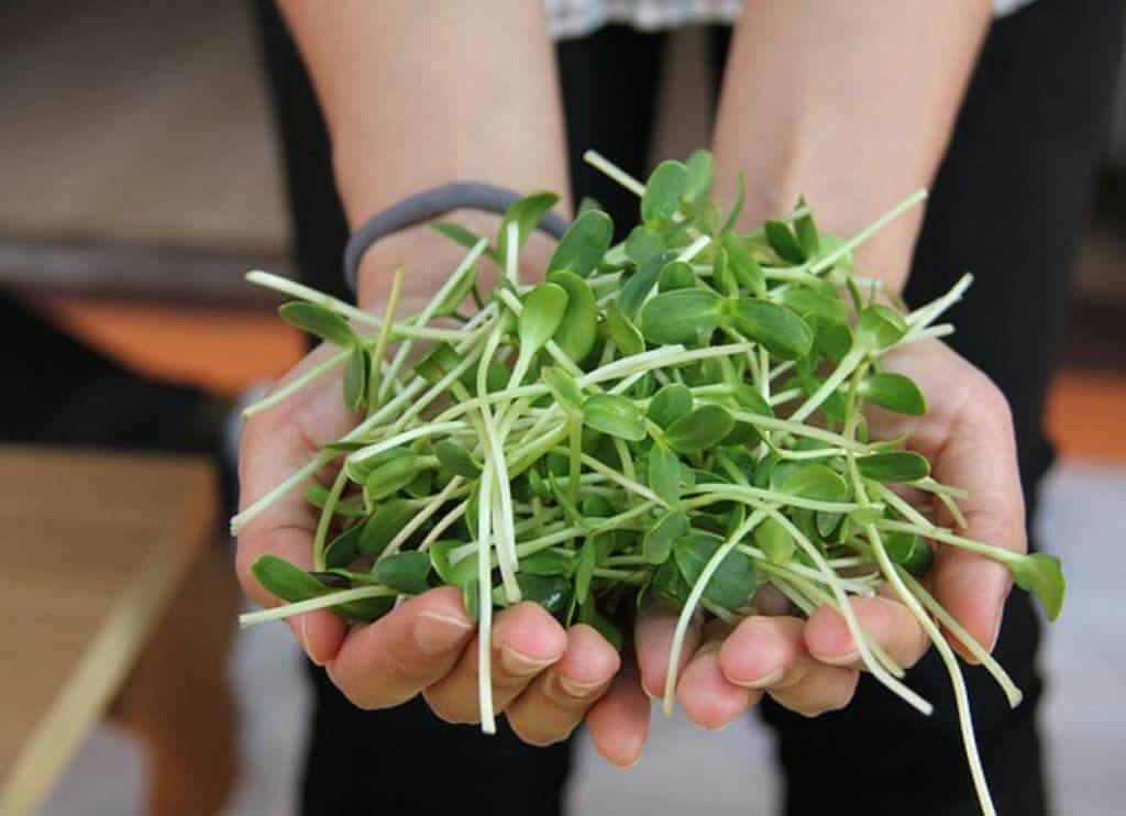 Sprout Today, Eat Healthy Tomorrow Chelsea Green Publishing