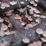 mushroom log