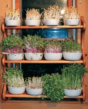 sprouts on shelves