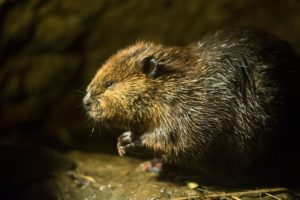 beaver