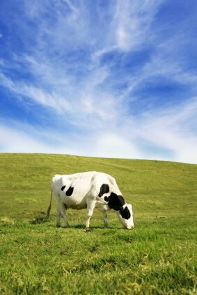 Cow Graze