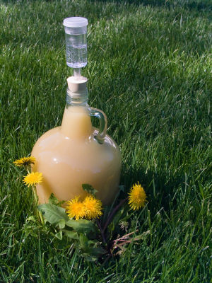 fermenting dandelions