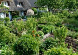 abundance of plants in a yard