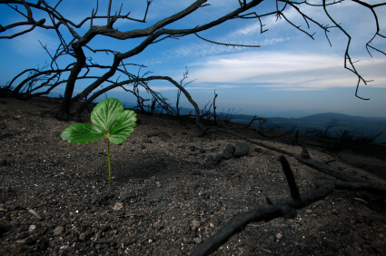 plant growing in destruction