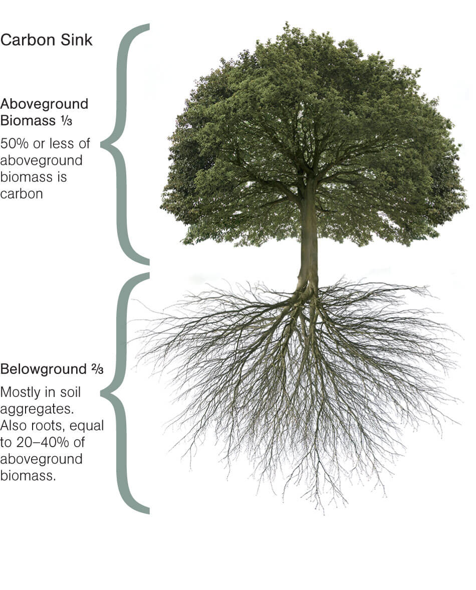 What S A Carbon Sink Chelsea Green Publishing