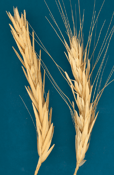 Is Modern Wheat Making Us Fat Chelsea Green Publishing