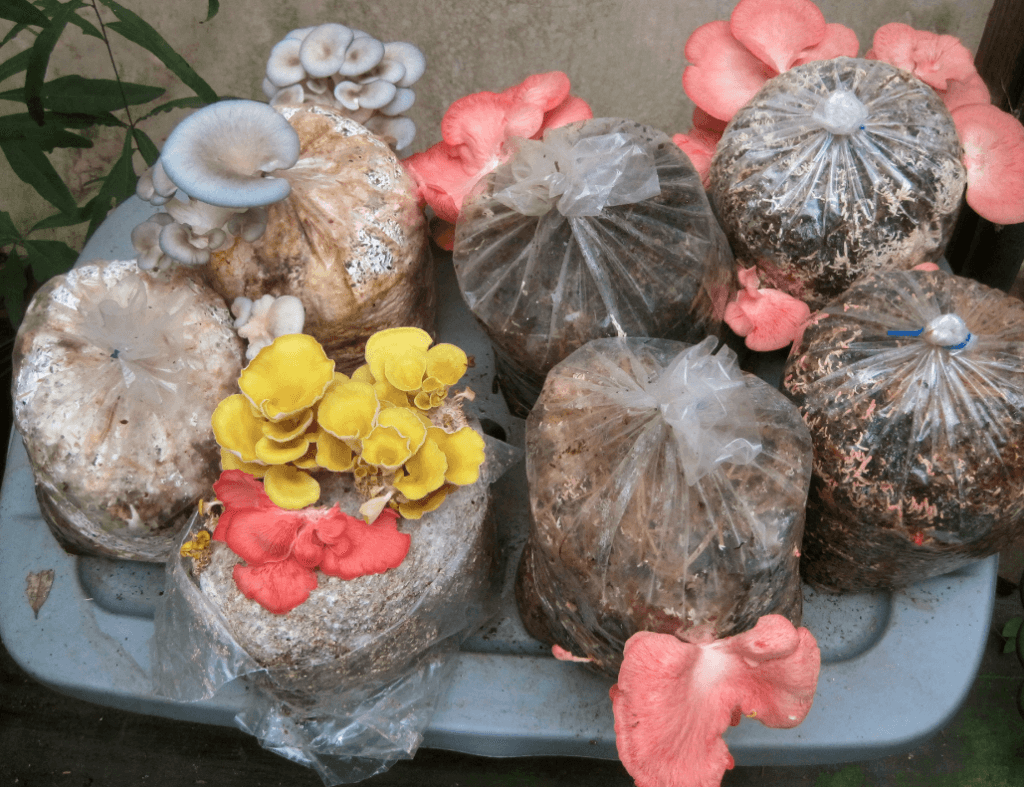 The 30 Best Ideas for Growing Oyster Mushrooms Indoors Best Recipes