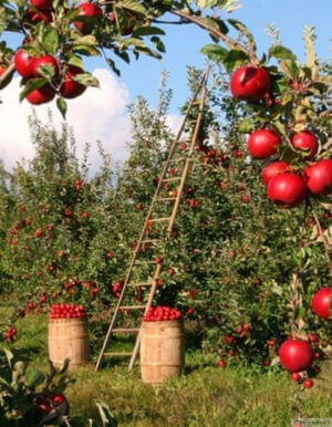 apples and apple trees