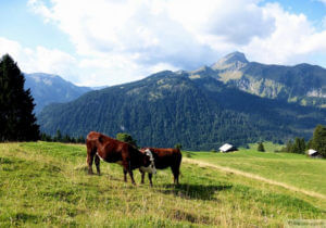 cows at foot of a mountain