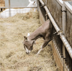 capra attraverso la recinzione