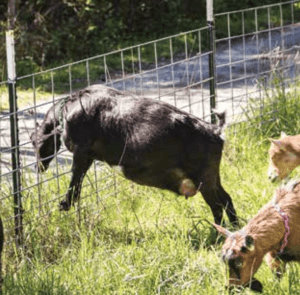 Ziege durch Zaun