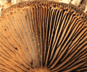 gills of Cortinarius armillatus