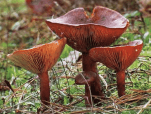 The Red Hot Milk Cap