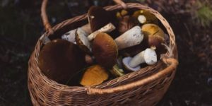basket of mushrooms