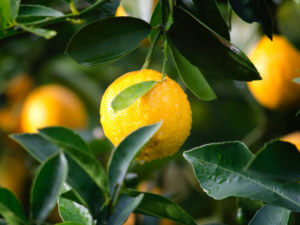 lemon on tree