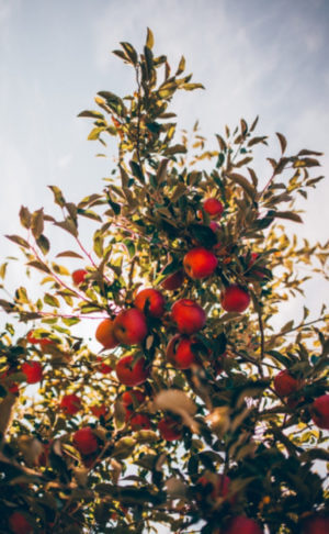 apples on a tree