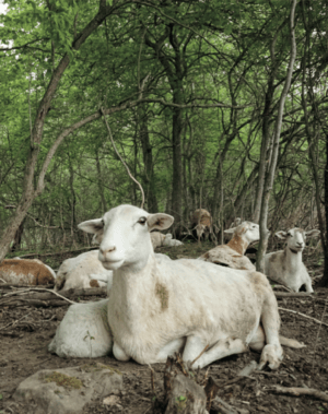 goat relaxing