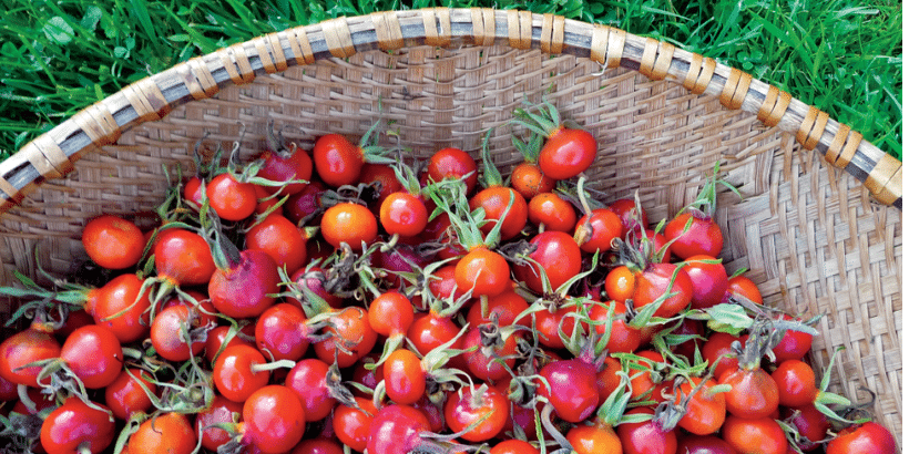 Basket overflowing with ripe cherry tomatoes on a lawn outside the basket in grass