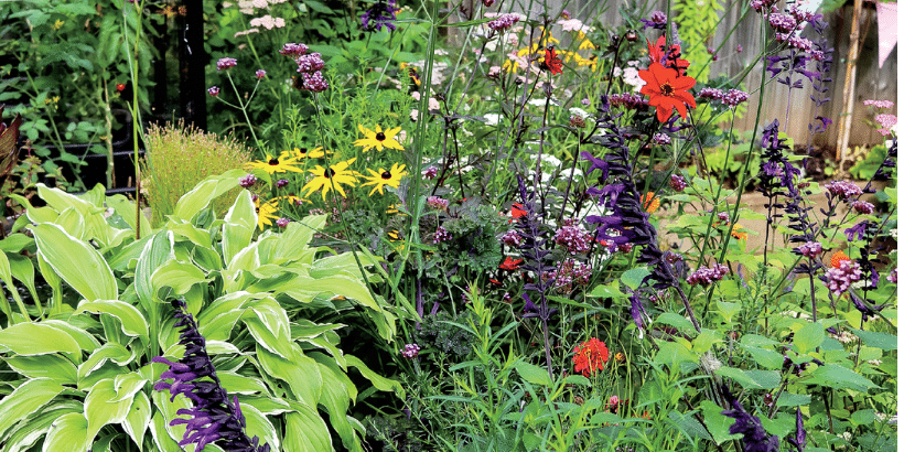 Colorful flower garden with variegated hosta in the foreground and a mix of yellow black-eyed Susans, purple spiked blooms, and red flowers in the background.