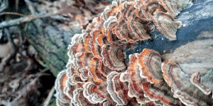Colorful shelf fungi growing in overlapping layers on a weathered log in a forest setting.