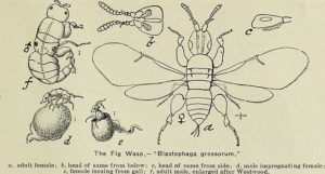 fig wasp