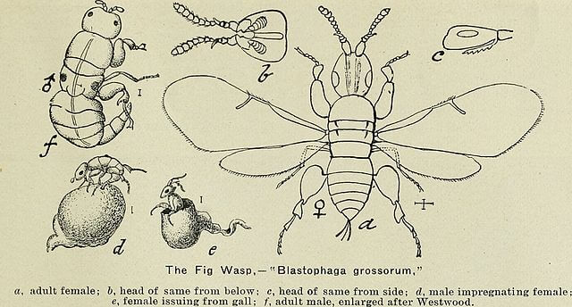 fig wasp