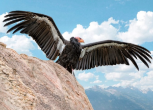 California Condor